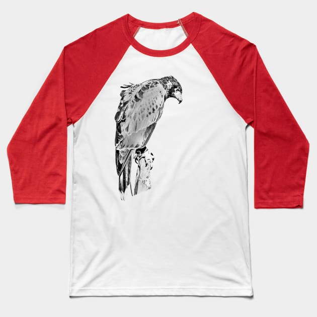 Drawing conversion of Harris Hawk Baseball T-Shirt by dalyndigaital2@gmail.com